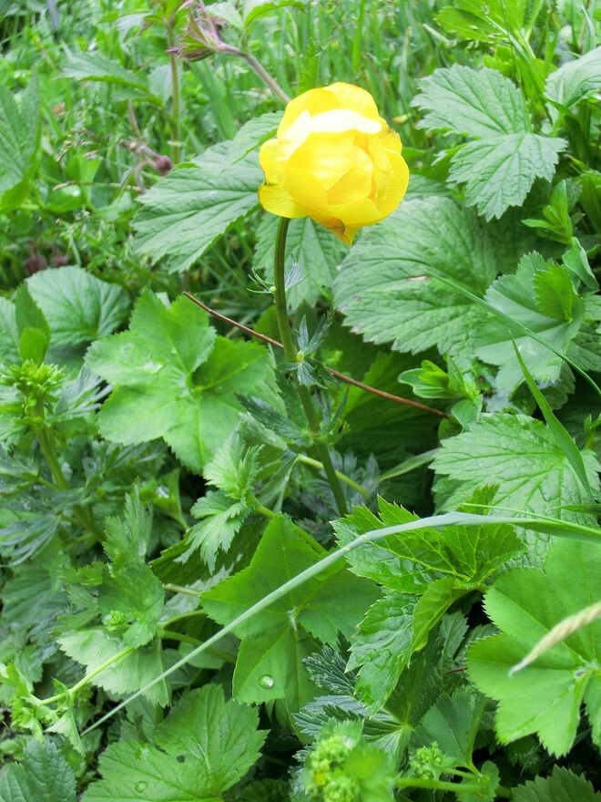 Trollblume Im feuchten Grund