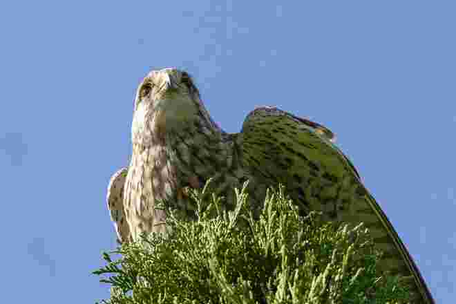 Turmfalke