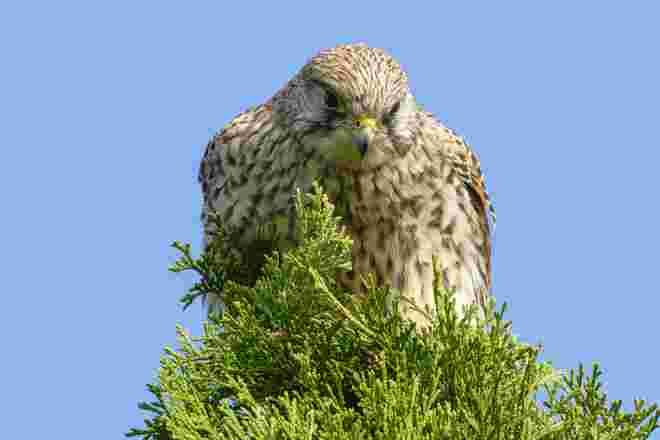 Turmfalke ganz nah