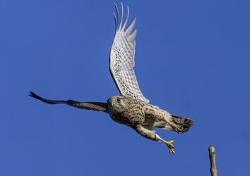 Flugstudie vom Turmfalken