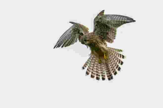 Turmfalke bei der Jagd