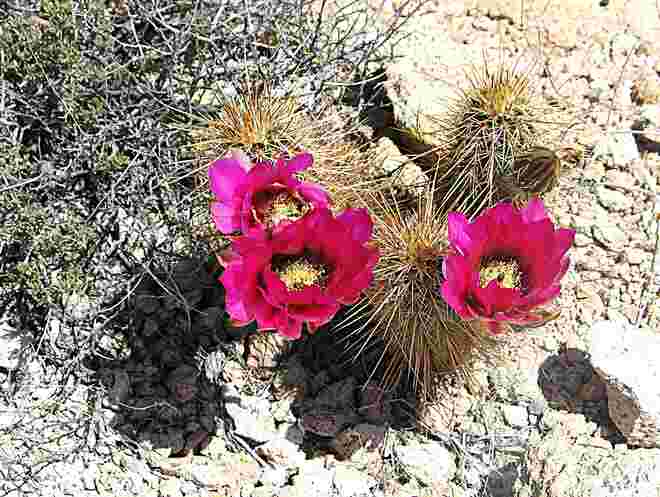 Schön und stachelig: Wüstenblumen (2)