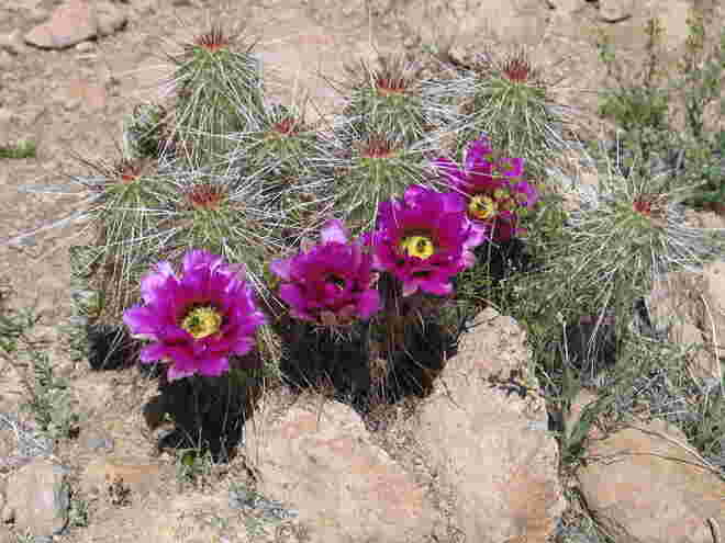 Schön und stachelig: Wüstenblumen