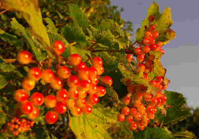"GLÄNZENDE BEEREN"