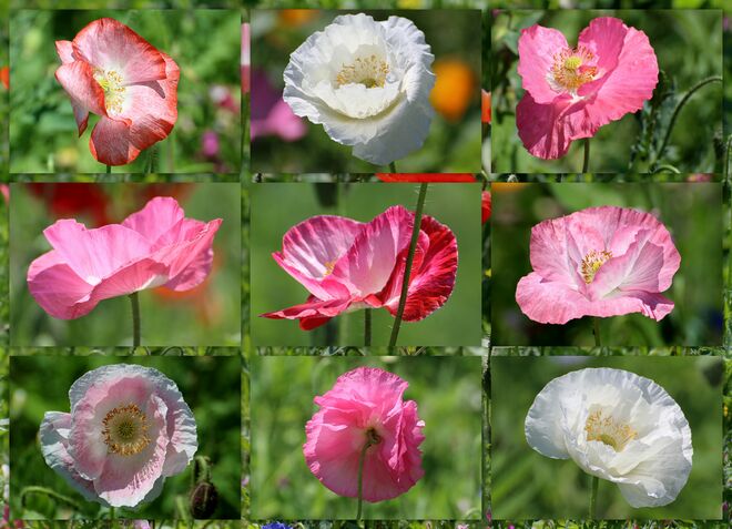 * Mohnblumen - Allerlei *