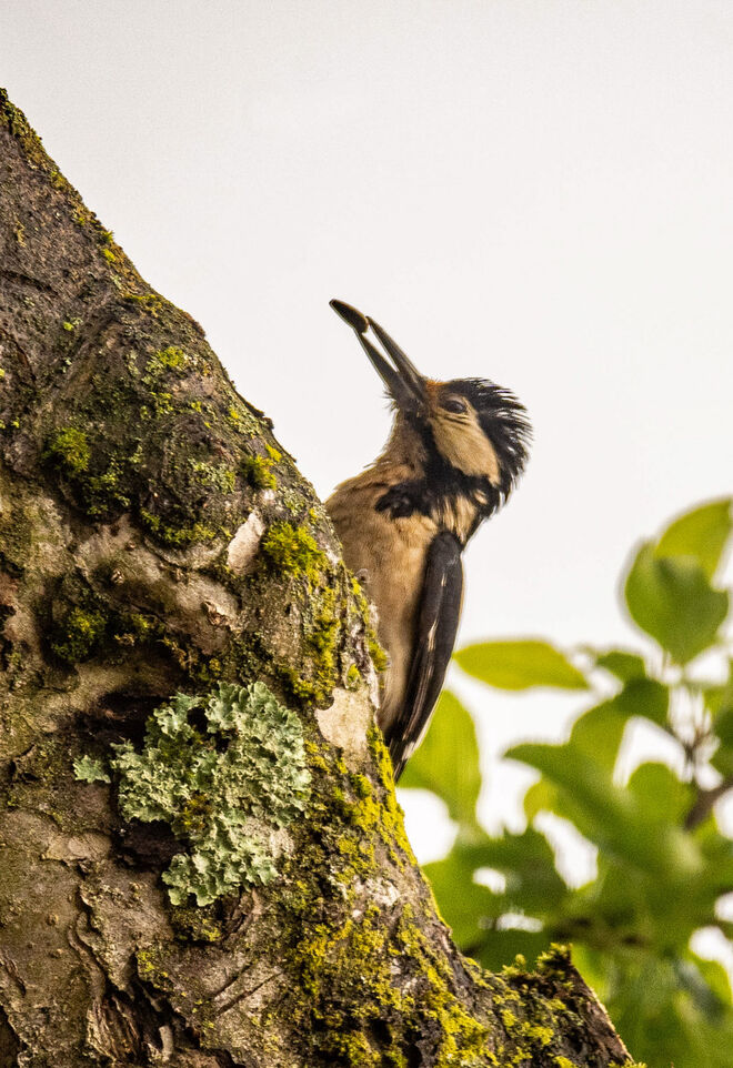Unser Gast unfrisiert beim Frühstück!