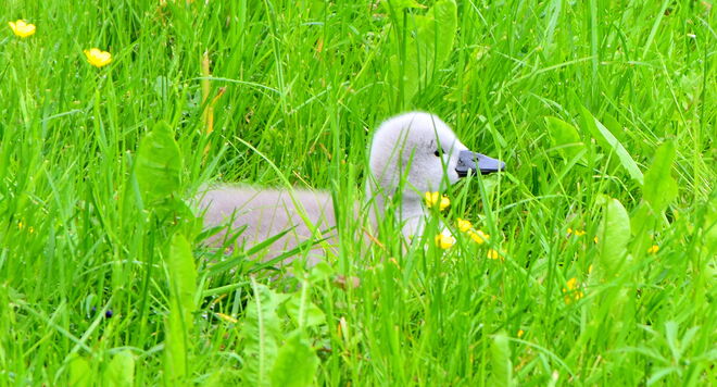 " MICH SIEHT MAN NICHT "