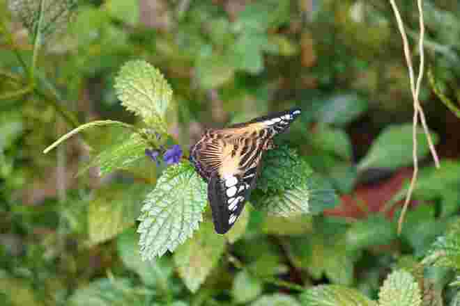 Überflieger, ein Wunder der Natur