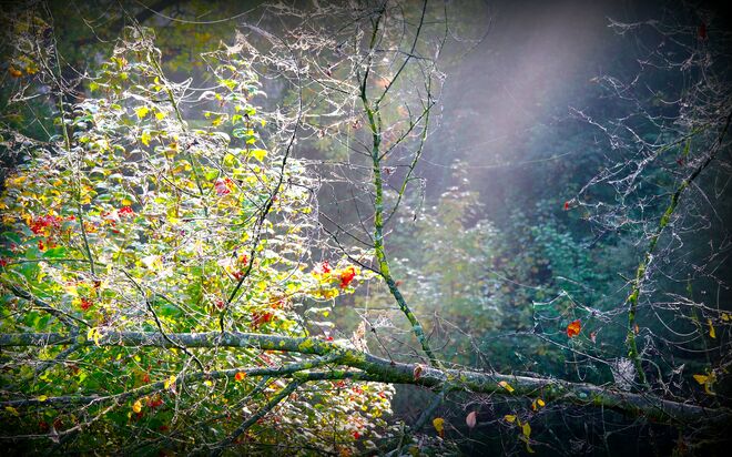 " HERBSTGESPINSTE IM MORGENNEBEL "