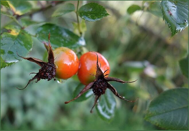 spätsommerliches Leuchten