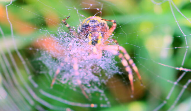 "WESPENSPINNENWEIBCHEN IM TAUTROPFENNETZ"