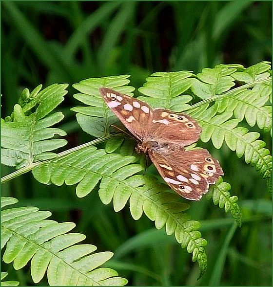 . . .  ein Waldbrettspiel