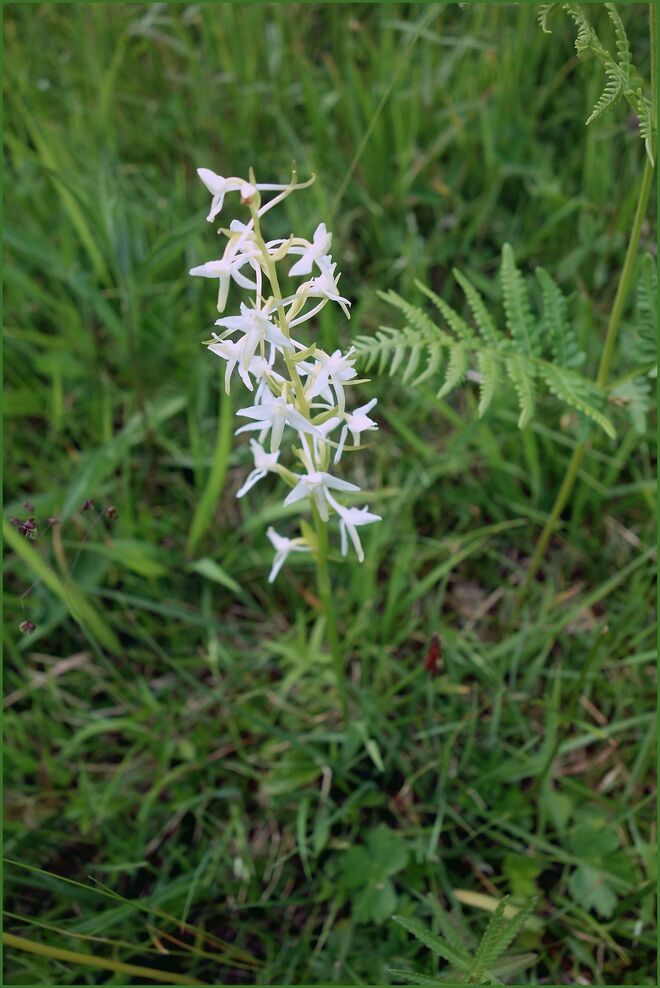 . . . sehr zierlich und  d u f t e n d 