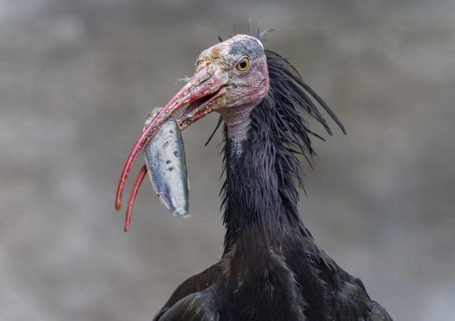 Waldrapp beim Futtern