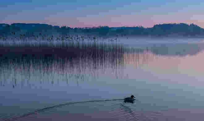 Morgen am Wallersee