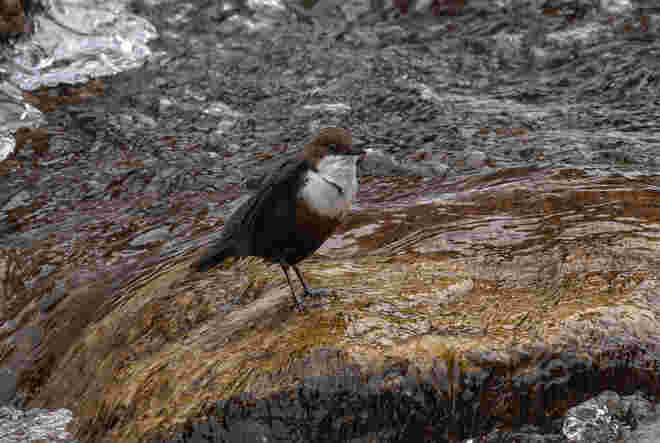 Wasseramsel im Winter