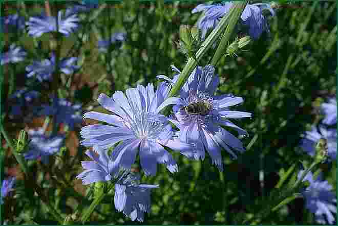 Himmelblaue Blüten der Gemeinen Wegwarte