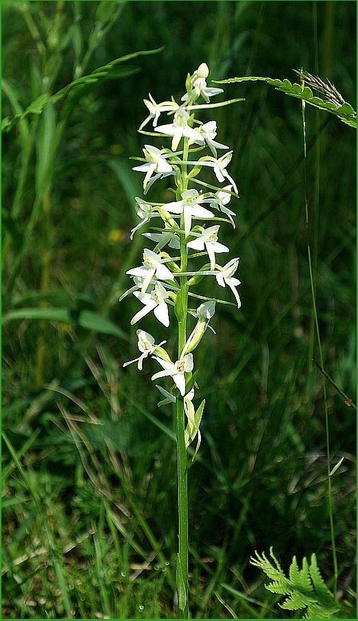 Weiße Waldhyazinthe