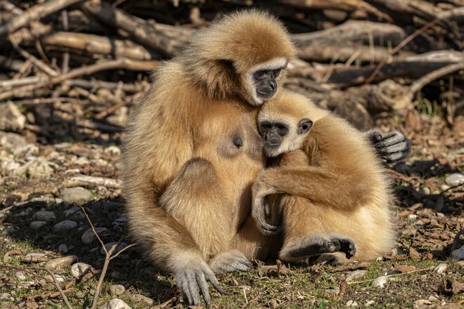 Wann kommt da endlich Hopfenblütentee raus?