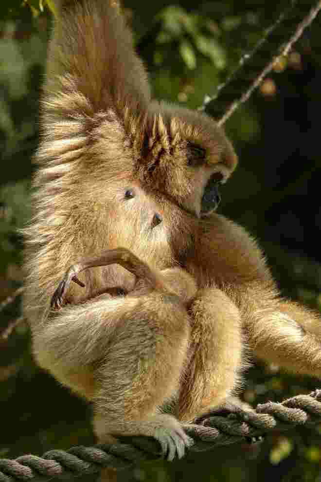 Weißhandgibbon (Hylobates lar) Mutter mit ihrer Tochter