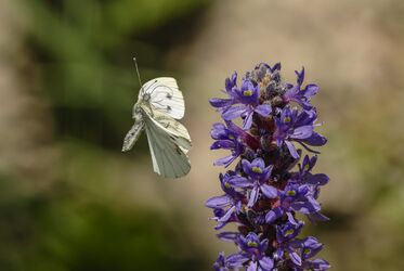 Flugstudie