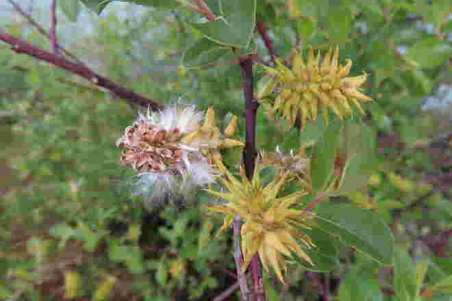 Weidenblüten