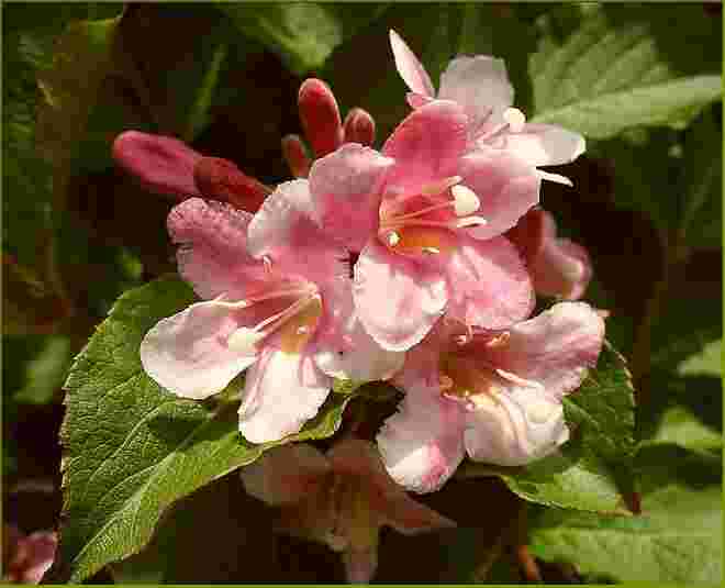 Maiblüten --- Weigelie