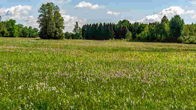 Wenger Moor