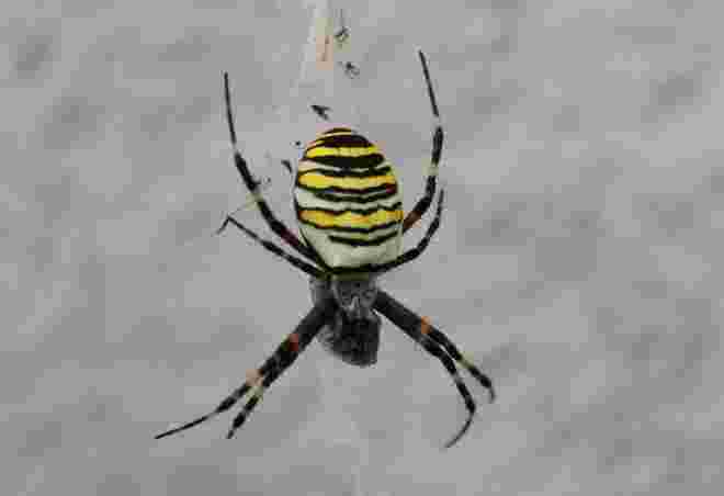Wespenspinne an der Hauswand