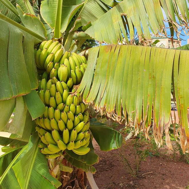 Vitamine für den Winter: Bananen auf den Kanaren