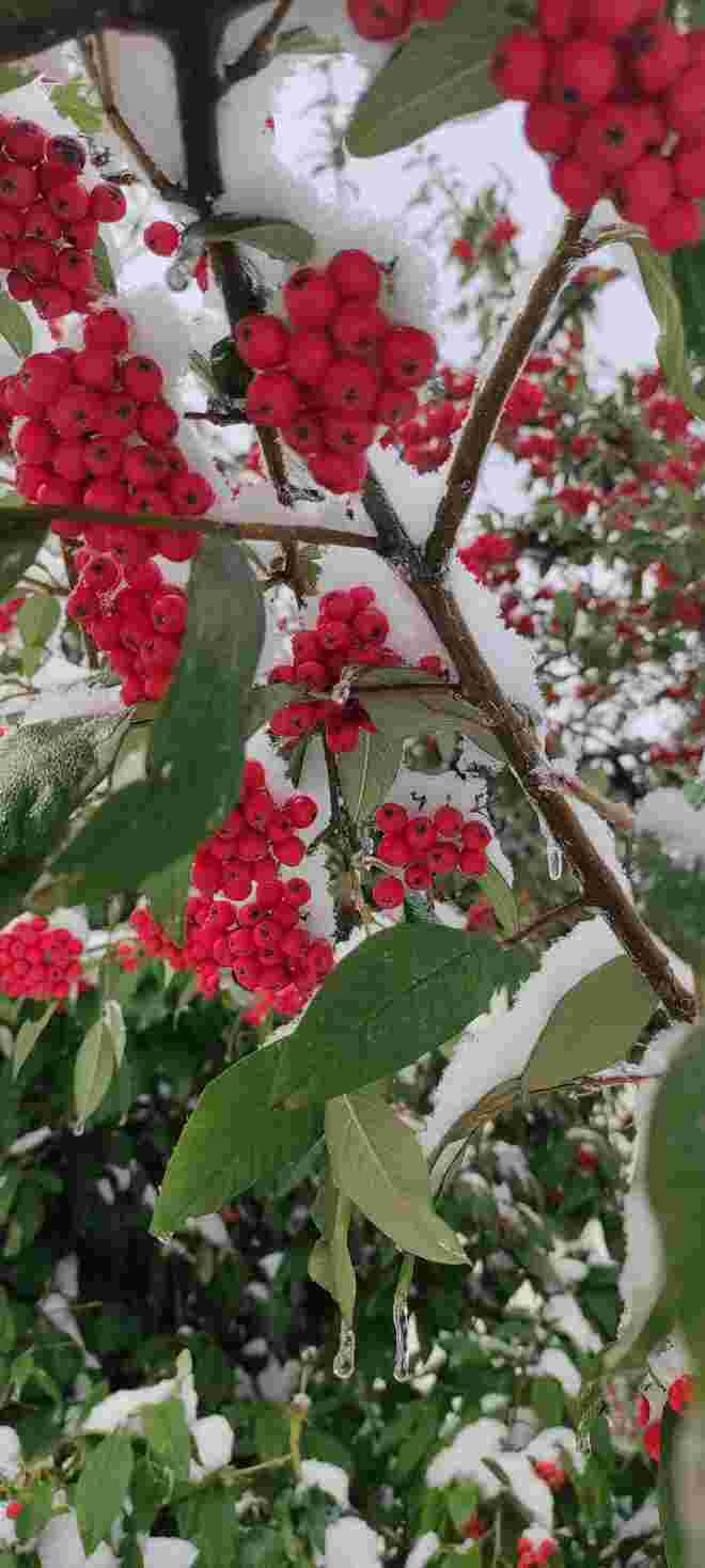 Feuerdorn - in Schnee verpackt