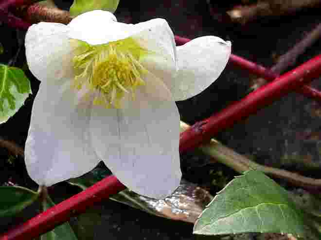 Christrose trifft Hartriegel