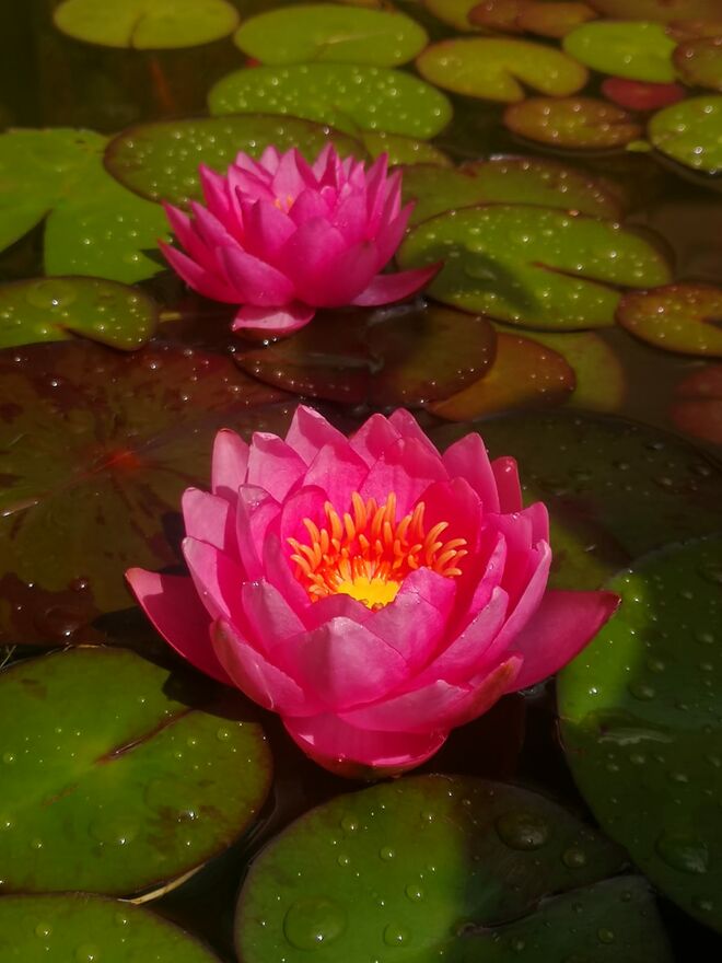 Verregnete Seerose - Nicht Wasserscheu!