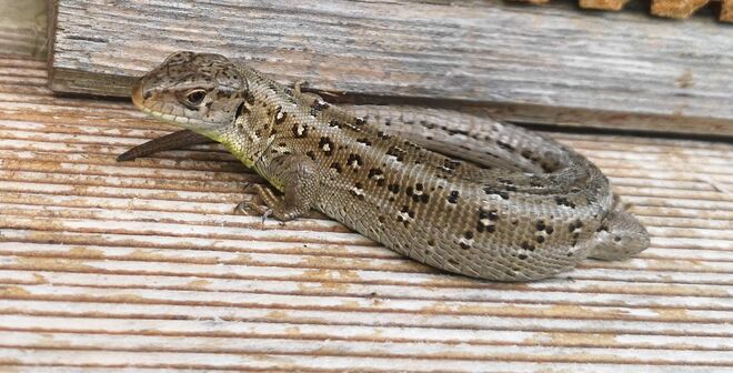 Bereits Haustier und unerschrocken - leider!
