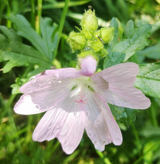 Regenscheu die Malvendame?