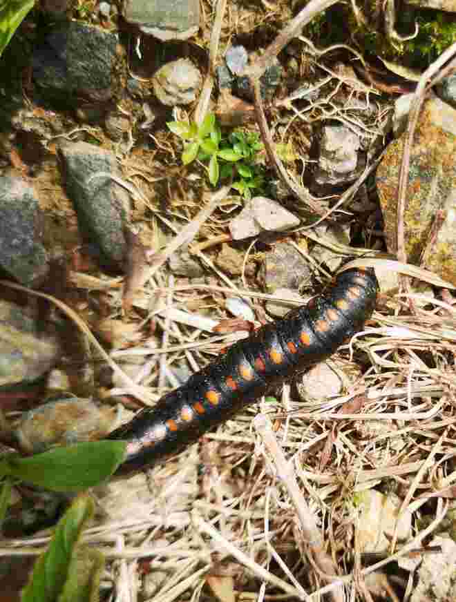 Augen auf beim Wandern (Raupen kreuzen den Weg)