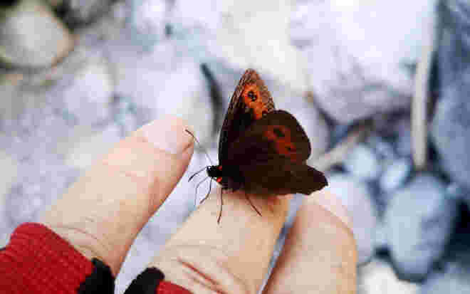 Beflügelter Fingerschmuck