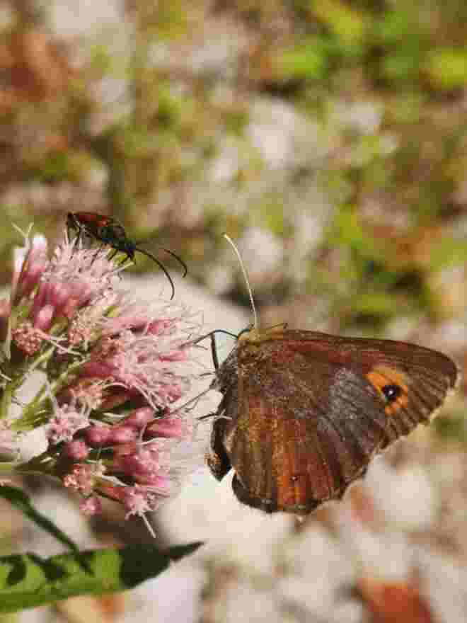 Am Fressnapf der Natur