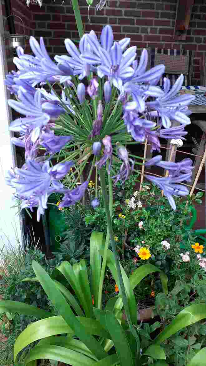 Agsapanthus