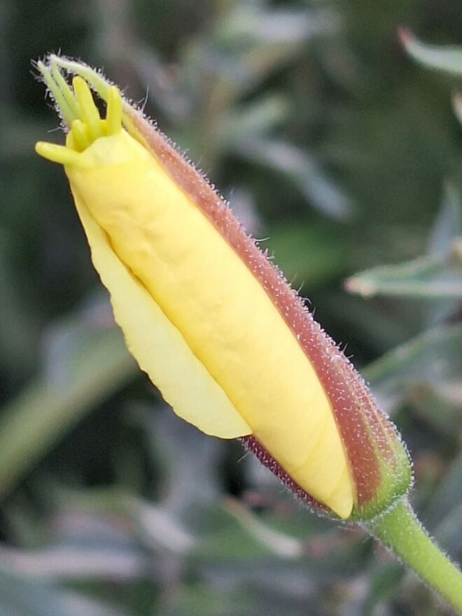 Die Nachtkerkze . . .