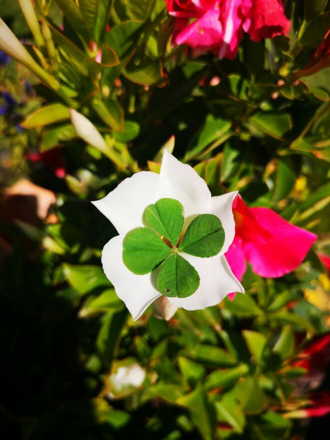 Vierklee auf Dipladenia platziert