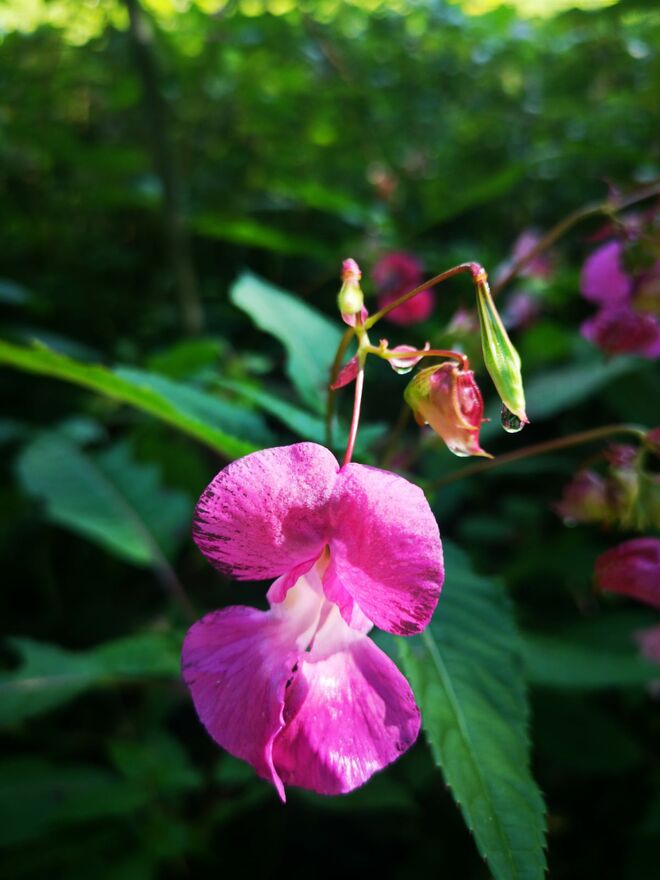 PRO Alpen-Orchidee - Von wegen Unkraut!