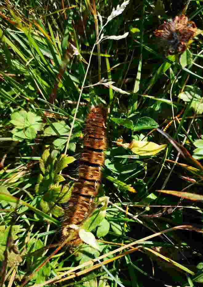 Schmetterlingsraupe am Wildseeloder