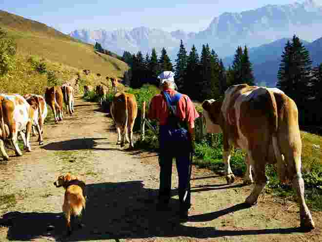 Almabtrieb von der Neuhaus -Alm am Aberg nach Hintermoos