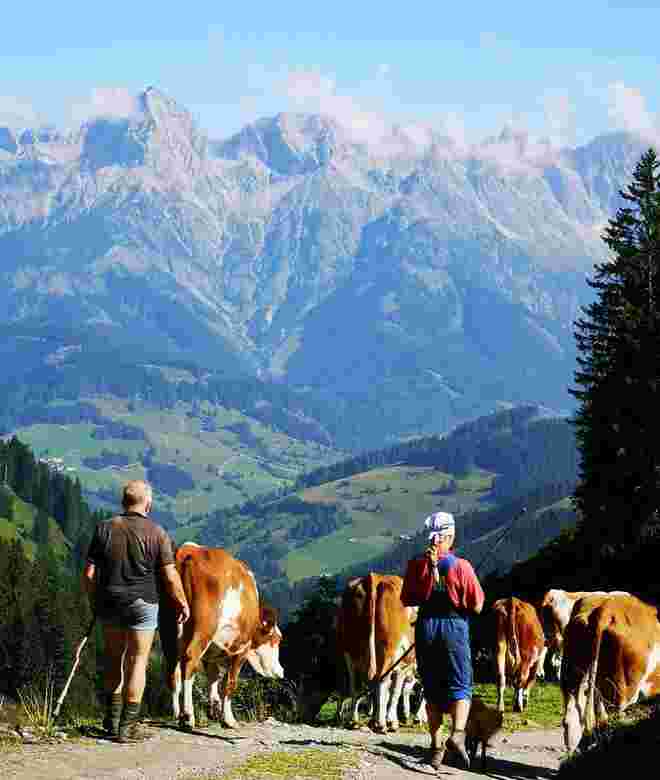 Almabtrieb von der Neuhaus -Alm am Aberg nach Hintermoos