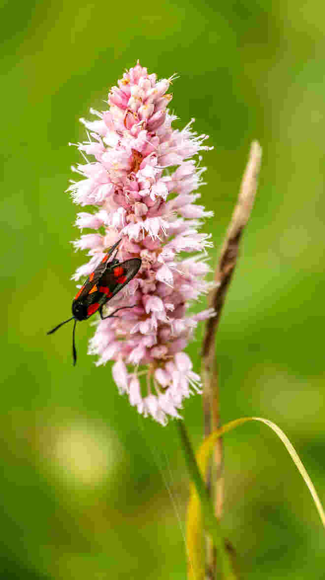 Wiesenknöterich