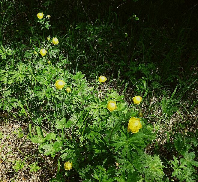 In der Waldwiesenmulde