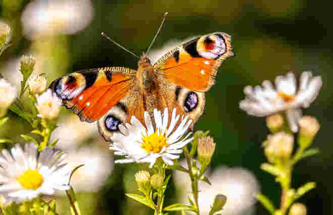 Willkommener Besuch