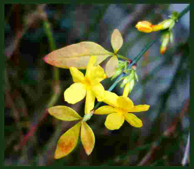 . . . Winterjasminblüten . . . .