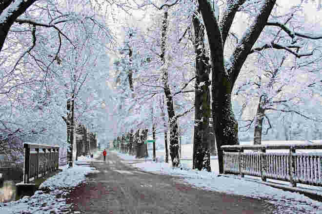 Winterläufer in der Allee
